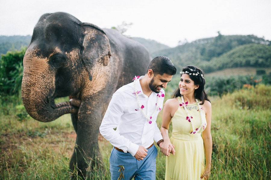 Prewedding Pair with elephant couple hold one's hands In the forest