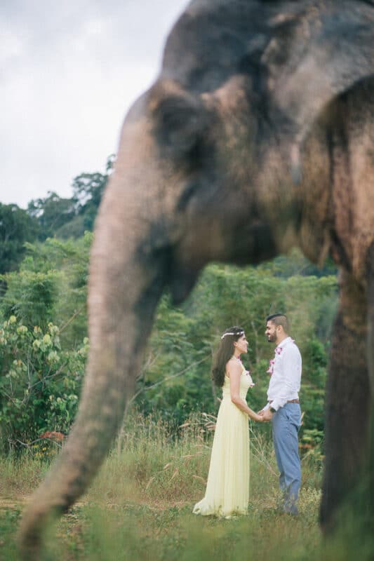 Preshoot couple elephant