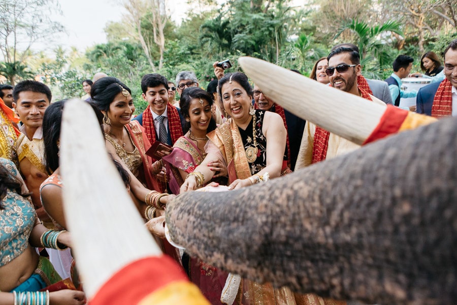 Indian wedding elephant